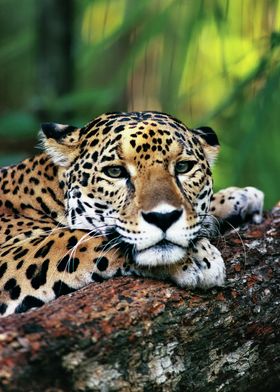 Jaguare