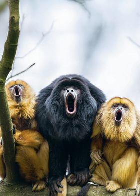 Brüll! Peng! Kreisch!