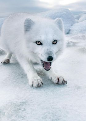 DIE FUCHSFREUNDSCHAFT