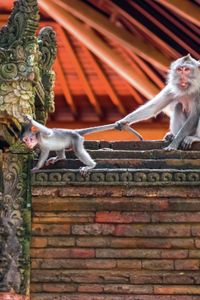 WILDE WELT JAVANERAFFE