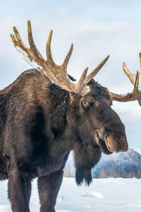 Elchtest im hohen Norden