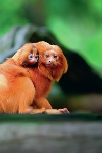 PAPA IST DER BESTE?!