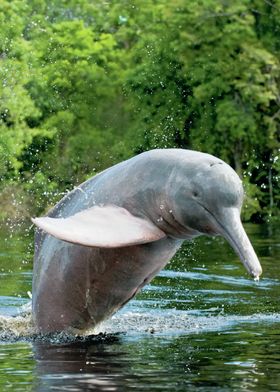Flussdelfin