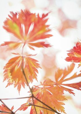 EIN FEST DER FARBEN