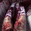Cover gory gurl