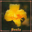Cover Bonita
