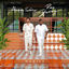 Cover Manila