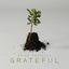 Cover Grateful
