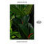 Cover House Plants 1 - EP