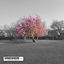 Cover Somewhere