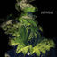 Cover Zelitude