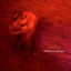 Cover Adrenalina