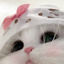 Cover Bimbo Doll