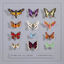 Cover Lepidoptera