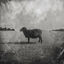 Cover Black Sheep