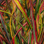 Cover Where Wildness Grows