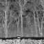 Cover Sunshine and Balance Beams