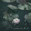 Cover Lotus