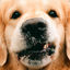 Cover Goldie