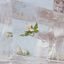 Cover Windflowers