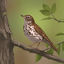 Cover Wood Thrush