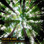 Cover Rainforest