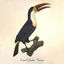 Cover Toucan