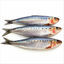 Cover Sardine Tin