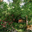 Cover her garden
