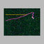 Cover Alterac Acid / Mornings II