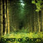Cover Forest of Secrets