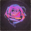 Cover Rose