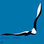Cover Soaring