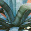 Cover Agave
