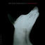 Cover Der Name Dieser Band Ist Karpatenhund