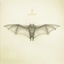 Cover White Bat