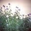 Cover Flac (Bonus Track Version)