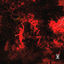 Cover Omen