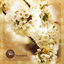 Cover Amen