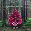 Cover Fruit 2 paix