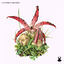 Cover Clathrus Archeri
