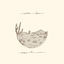 Cover Appaloosa Bones