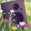 Cover Lilly
