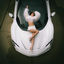 Cover RARI