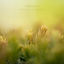 Cover Spring is Coming