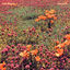 Cover Late Bloom