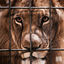 Cover Cage