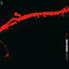 Cover Lifeline