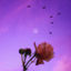 Cover Afternoon Melancholic