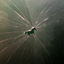Cover High Horse